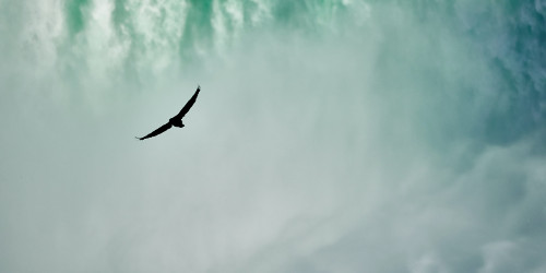 eagle soar water 500x250