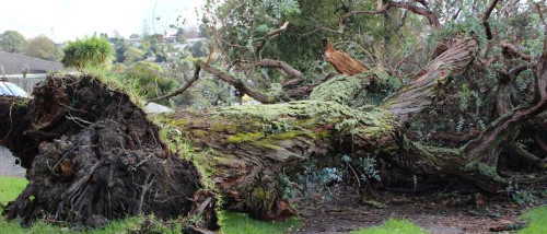 fallen tree_500x214